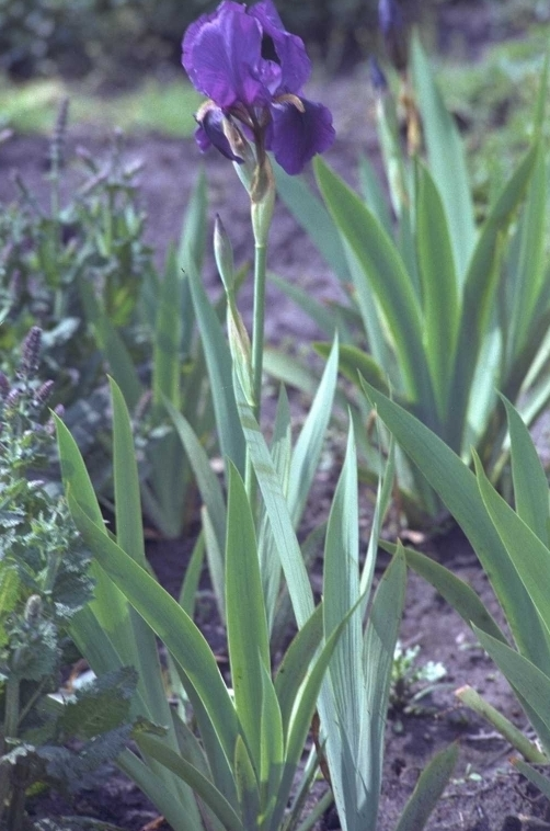 Iris laevigata 'Variegata'