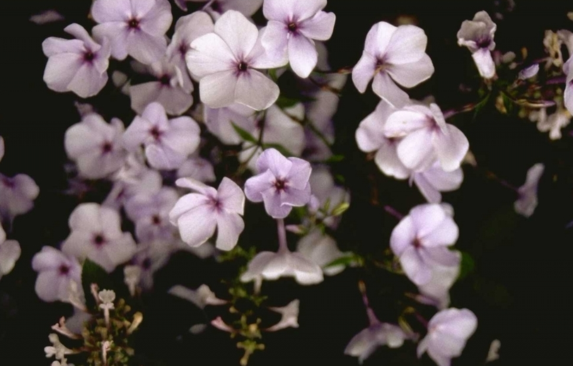 Phlox 'Lisbeth'