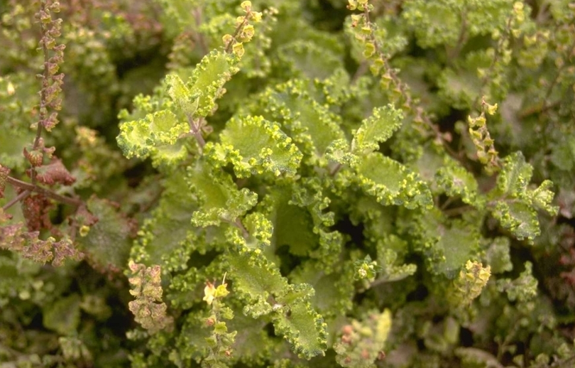 Valse Salie - Teucrium scorodonia 'Crispum'