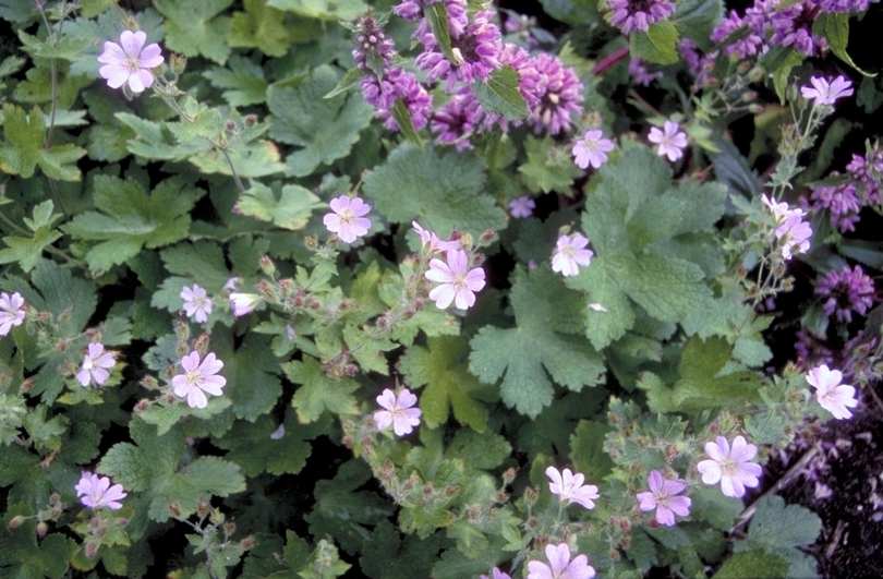 Ooievaarsbek - Geranium 'Chantilly'