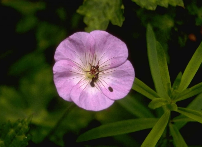 Ooievaarsbek - Geranium wallichianum 'Buxton's Variety'