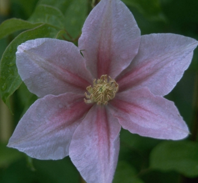 Clematis 'Bees Jubilee'