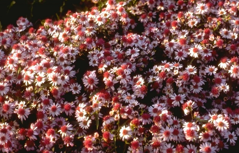 Aster 'Jan'