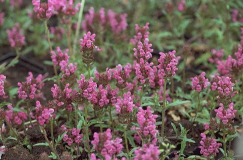 Bergamotplant - Monarda 'Elsie's Lavender'