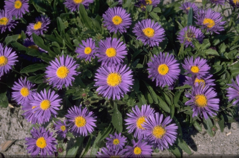 Alpenaster - Aster alpinus 'Dunkle Schöne'