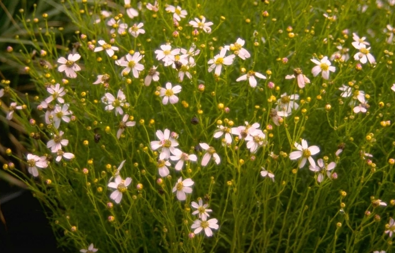 Meisjesogen - Coreopsis Rosea 'Nana'