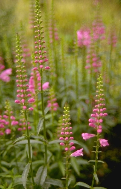 Scharnierbloem - Physostegia virginiana 'Red Beauty'