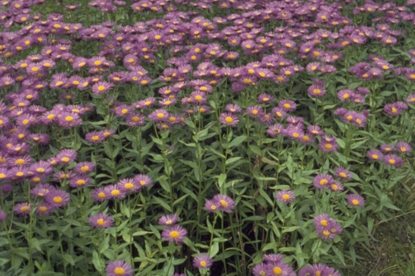 Fijnstraal - Erigeron 'Dunkelste Aller'