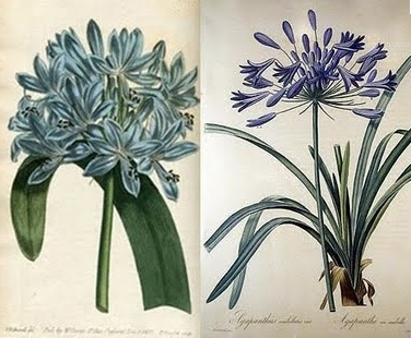 Afrikaanse lelie Agapanthus umbellatus