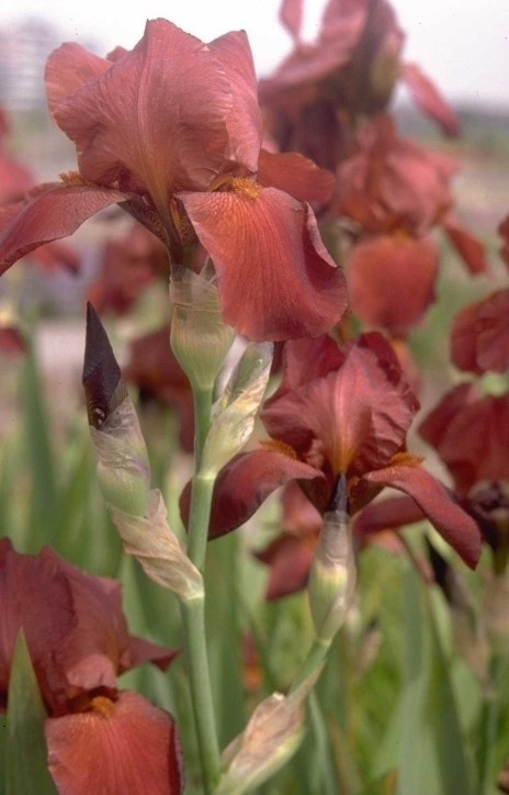 Iris 'Captain Gallant'