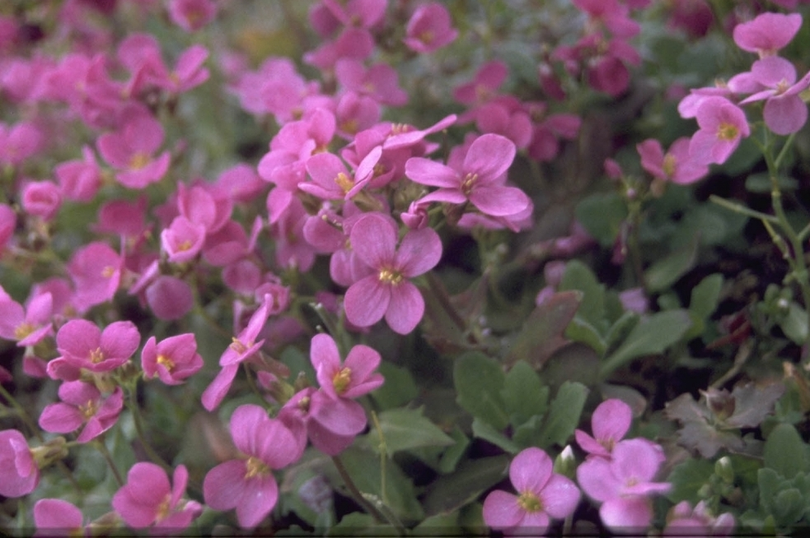 Rijstebrij - Arabis caucasica 'Pinkie'