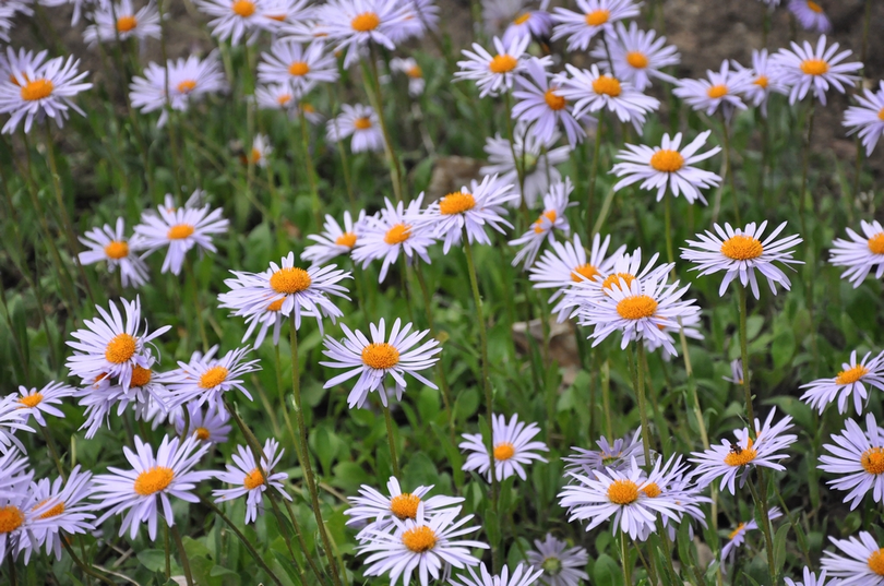 Aster farreri 'Berggarten'