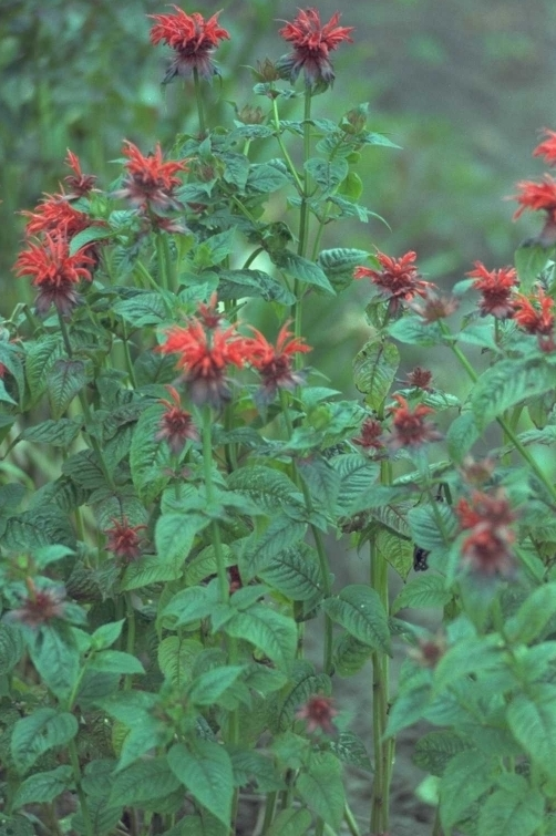 Bergamotplant - Monarda 'Adam'