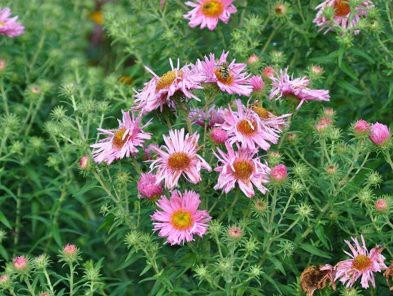 Herfstaster - Aster novae-angliae 'Rosa Sieger'