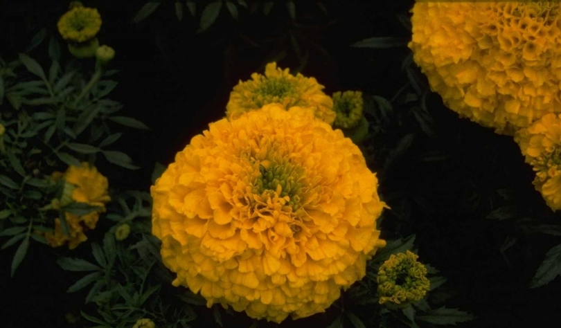 Afrikaantje - Tagetes 'Antigua Gold'