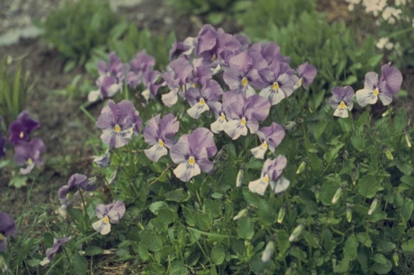 Viooltje - Viola 'Lilacina'