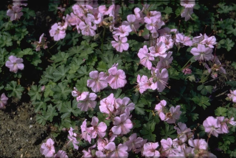 Ooievaarsbek - Geranium dalmaticum