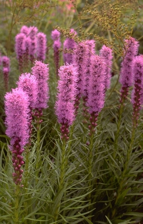 Liatris spicata 'Kobold'