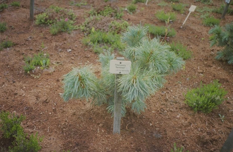 Pinus pumila 'Barmstedt'