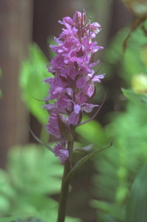 Dactylorhiza majalis subsp. praetermissa