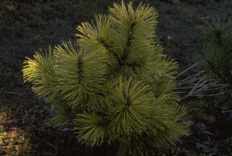 Pinus mugo 'Zundert'