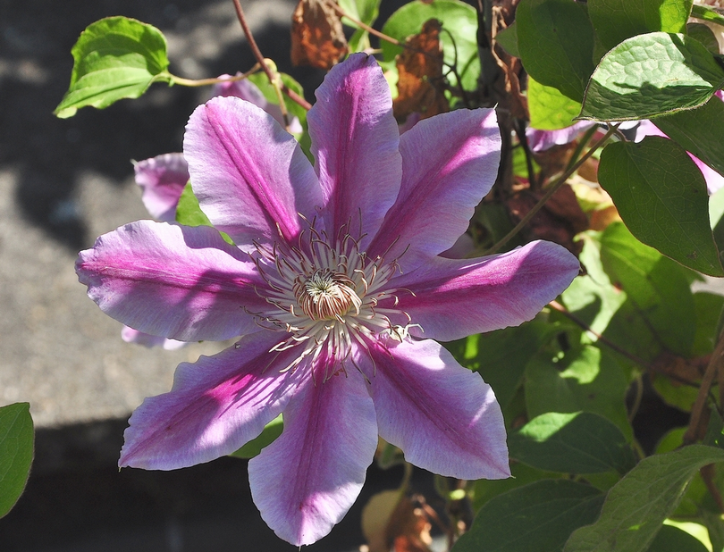 Clematis 'Dr. Ruppel'