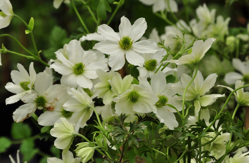 Bosrank - Clematis 'Early Sensation'