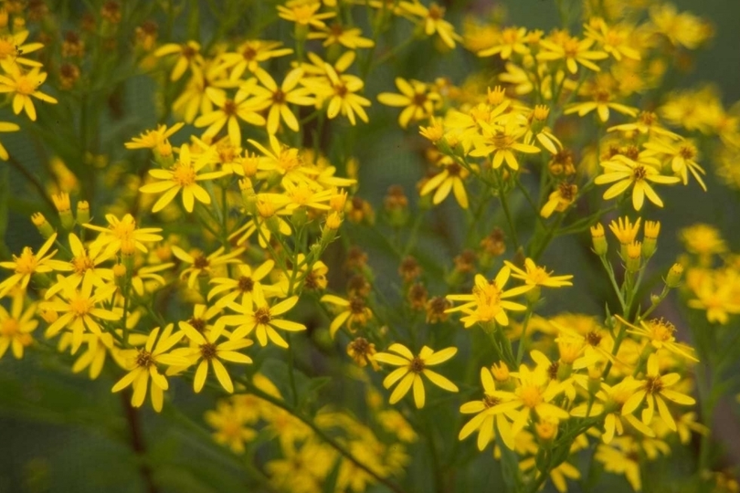 Senecio doria