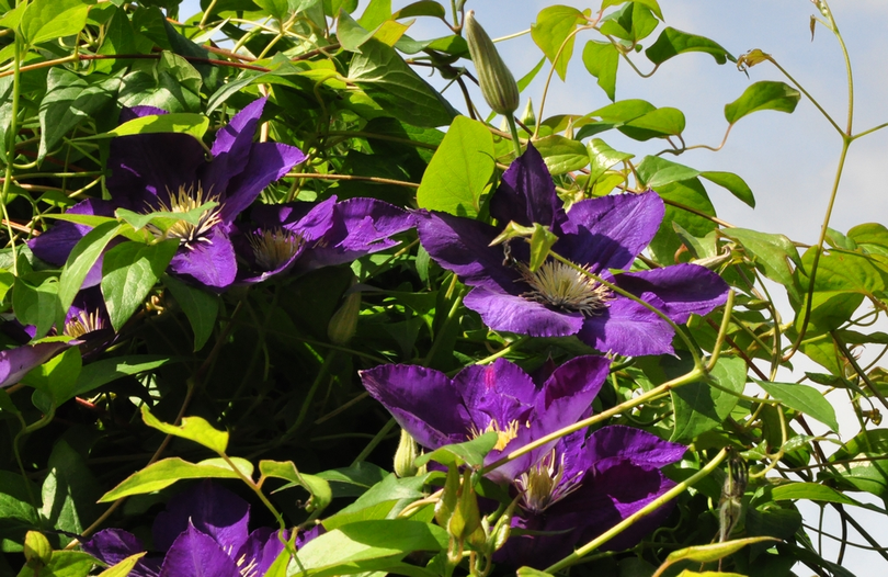 Clematis 'Lady Betty Balfour'