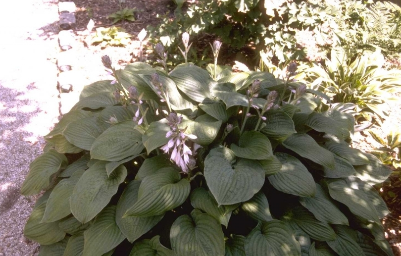 Hartlelie - Hosta 'Fortunei Rugosa'