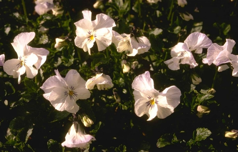 Viooltje - Viola 'White Superior'