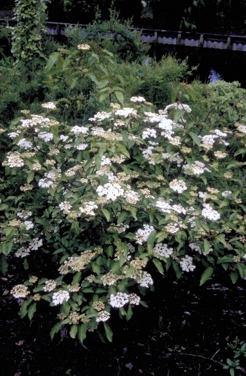 Sneeuwbal Viburnum 'Huron'