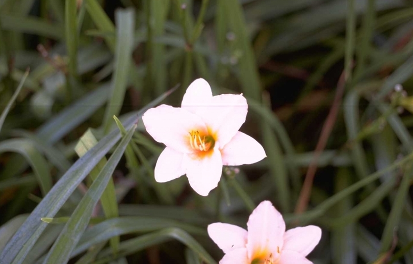 Daglelie - Hemerocallis 'Baby Doll'