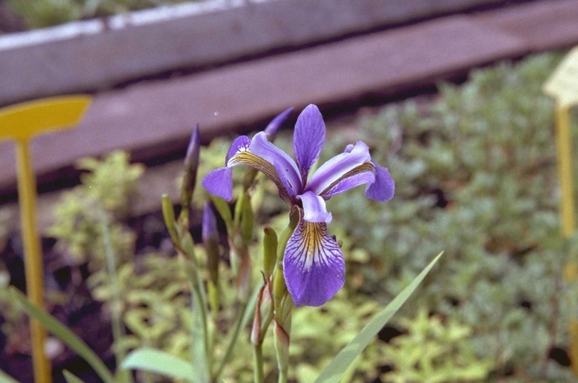 Iris prismatica