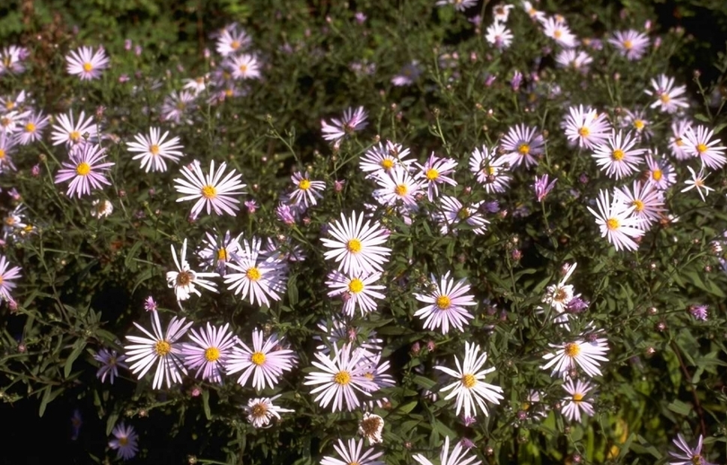 Aster pyrenaeus 'Lutetia'