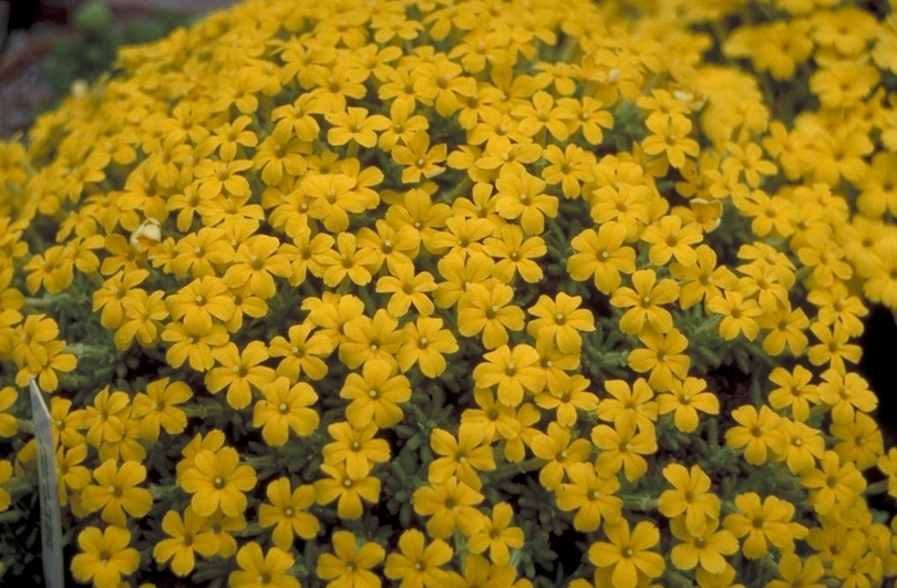 Dionysia - Dionysia aretoides