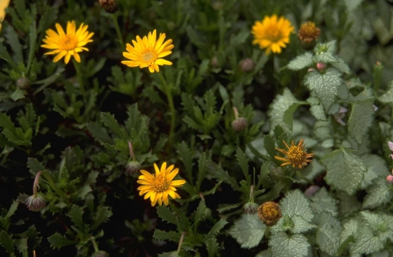 Haplopappus glutinosus