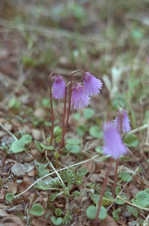 Soldanella - Soldanella alpina