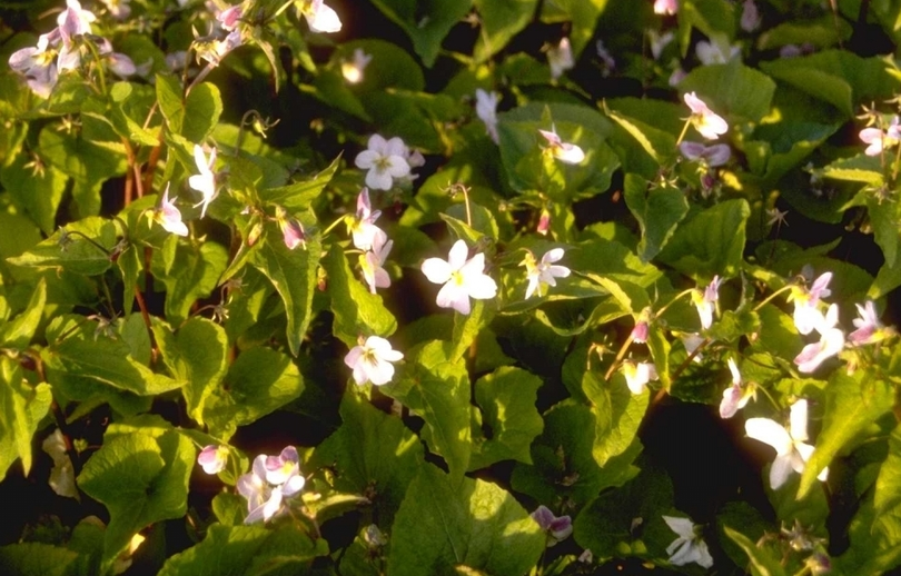 Viooltje - Viola canadensis