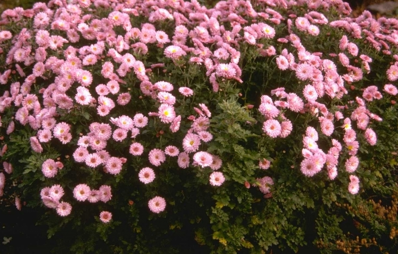 Chrysant - Dendranthema 'Mei-kyo'