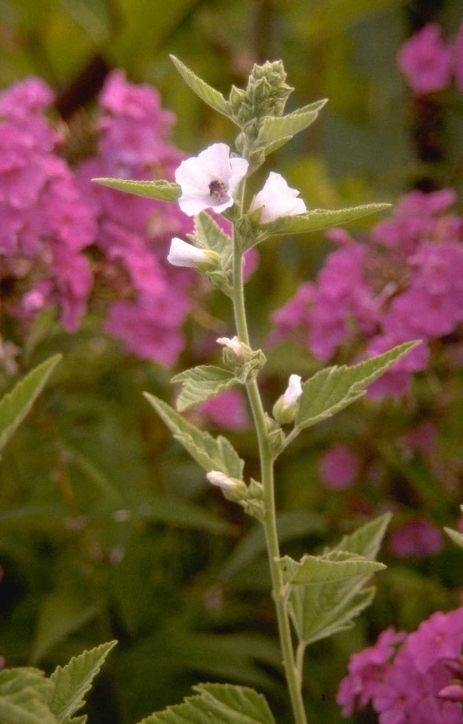 Althaea officinalis 'Romney Marsh'