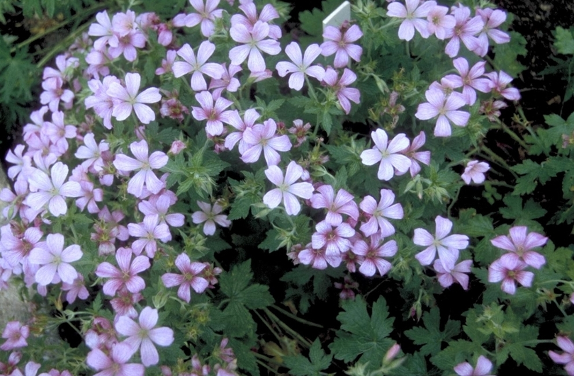 Ooievaarsbek - Geranium x oxonianum 'Wageningen'