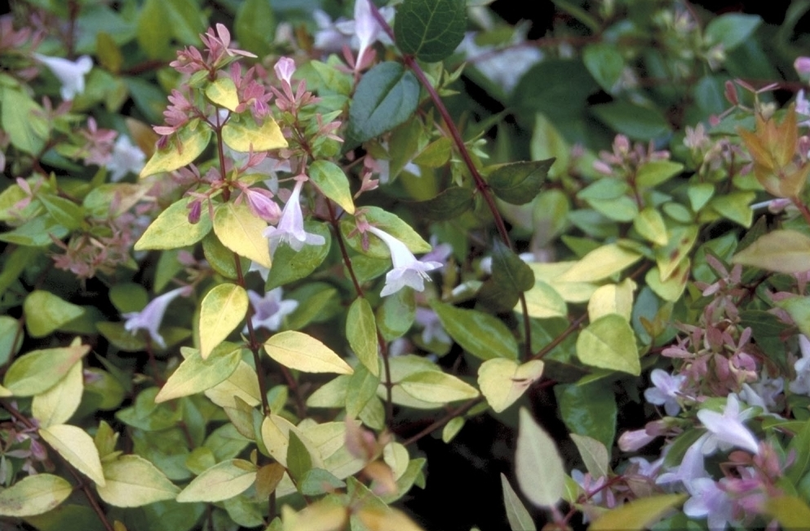 Abelia grandiflora 'Francis Mason'