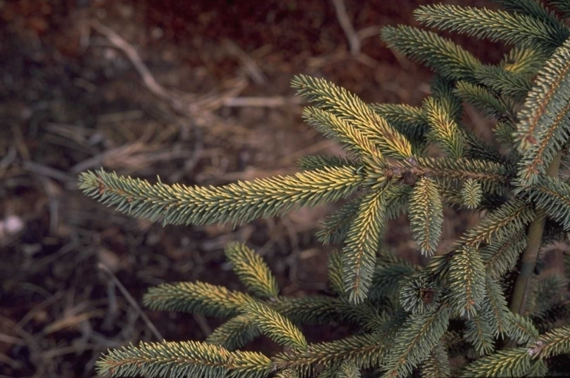 Picea jezoensis 'Aurea'