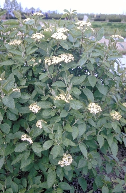 Wollige Sneeuwbal - Viburnum lantana 'Mohican'