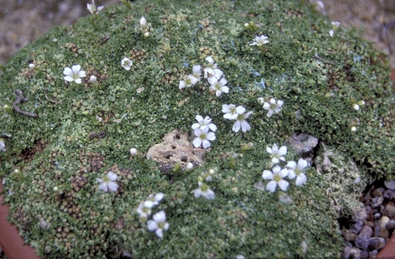 Gypsophila aretoides 'Caucasica'