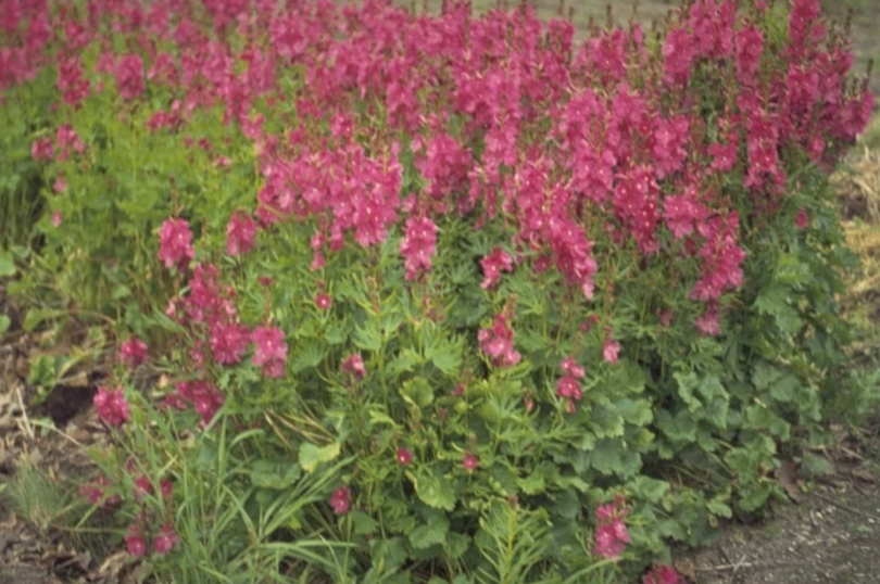 Griekse malva - Sidalcea oregana 'Brilliant'