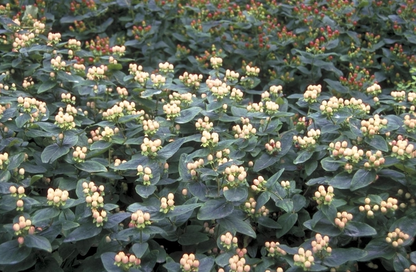 Hypericum 'Magical Beauty'