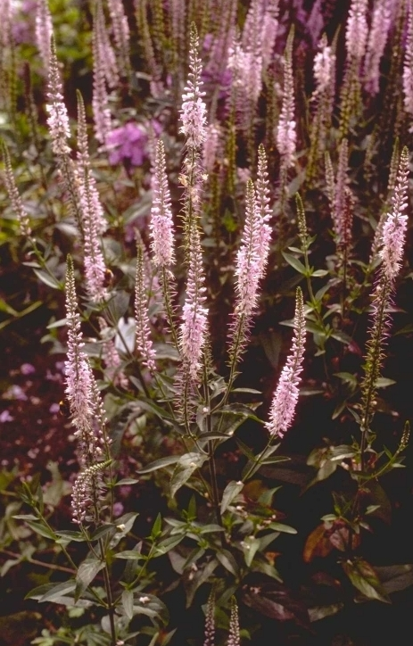 Ereprijs - Veronica 'Pink Damask'