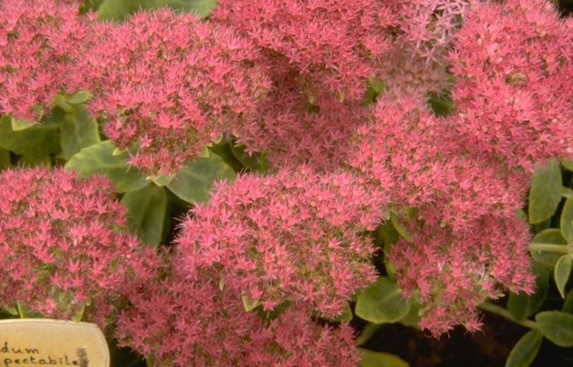 Vetkruid - Sedum spectabile 'Meteor'